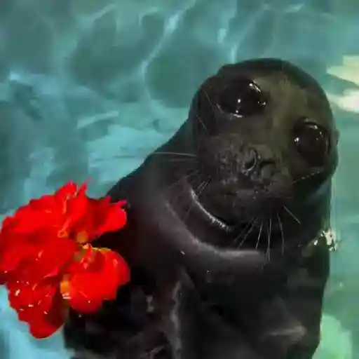 Animales 5 4