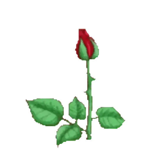 FLORES 🌹🌻💐 29