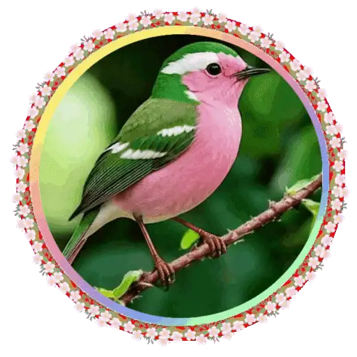 PAJAROS 🦜🦉 22