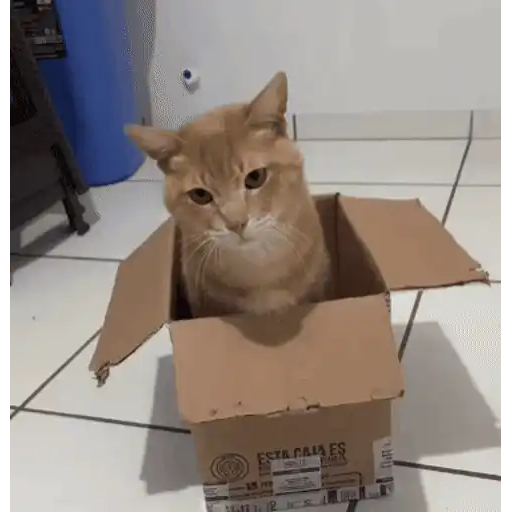 😼 Gatos e Caixas 📦 27