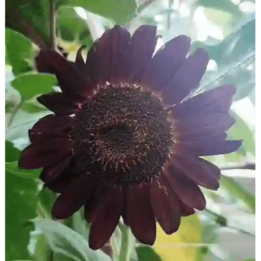 Girasoles 🧸🇲🇽 18