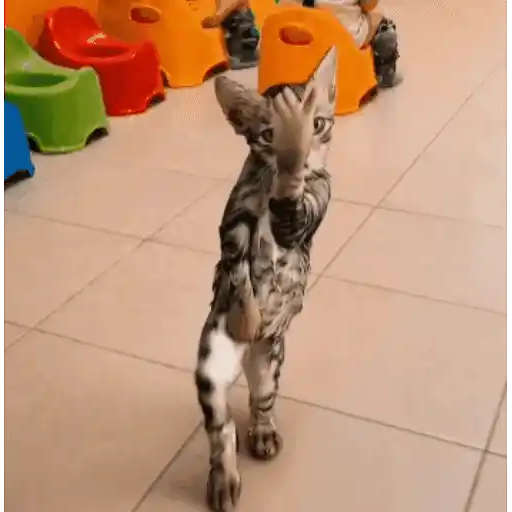 Gatinhos dançantes viralizam 12