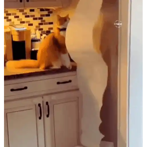 Cats 🧸🇲🇽 26