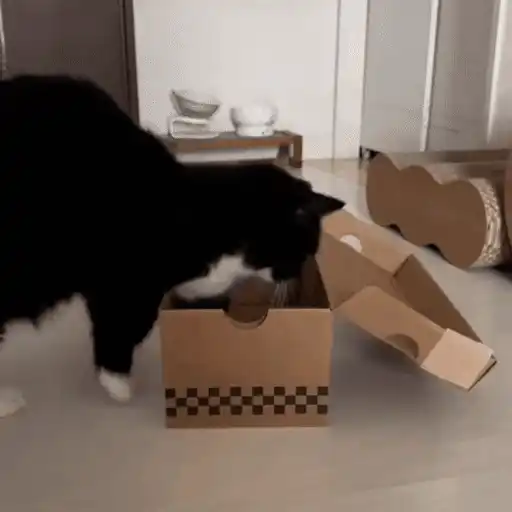 😼 Gatos e Caixas 📦 6