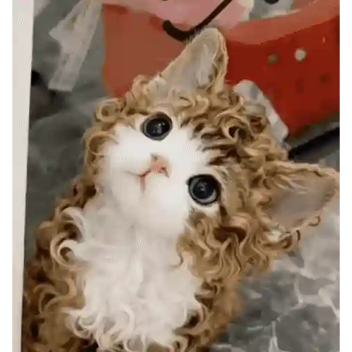 Cats 🧸🇲🇽 7
