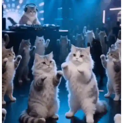 Gatinhos dançantes viralizam 14