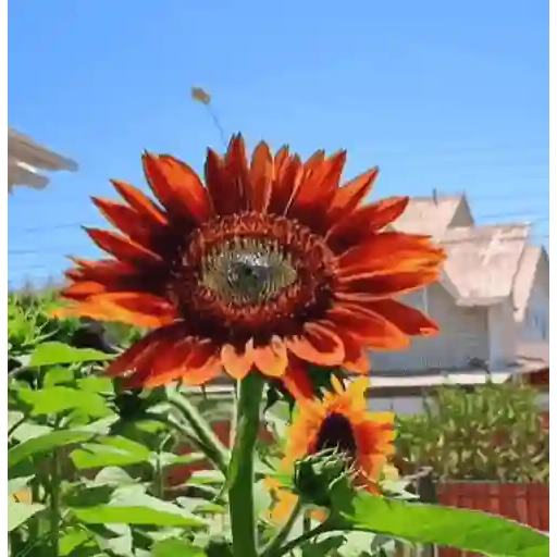 Girasoles 🧸🇲🇽 29
