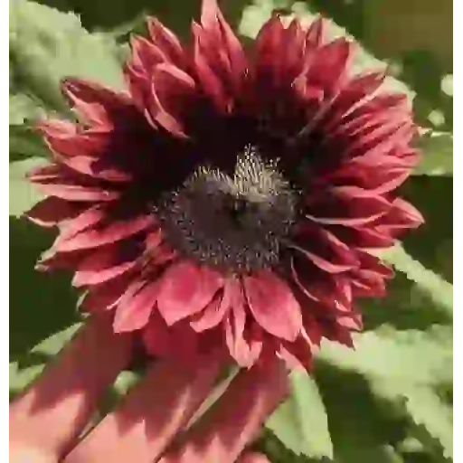 Girasoles 🧸🇲🇽 12