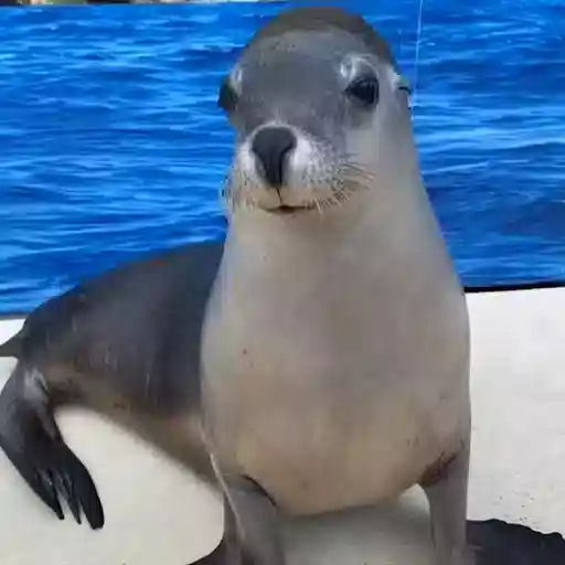 Animales 5 6