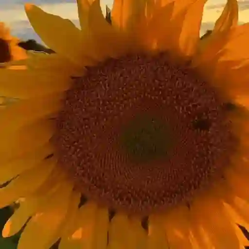 Girasoles 🧸🇲🇽 7