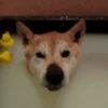 ✔1🐶PERRITOS Funny🐕🇵🇪mov 5