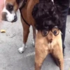 ✔1🐶PERRITOS Funny🐕🇵🇪mov 6