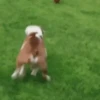 ✔1🐶PERRITOS Funny🐕🇵🇪mov 7