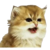 Kittens 5