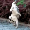 ✔1🐶PERRITOS Funny🐕🇵🇪mov 8