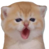 Kittens 6