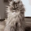 🐾Randomals🐾 Mov 9