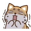 perrito shiba 8