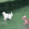 ✔1🐶PERRITOS Funny🐕🇵🇪mov 9