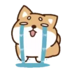 perrito shiba 10
