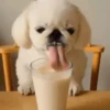 ✔1🐶PERRITOS Funny🐕🇵🇪mov 10