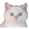 Kittens 7