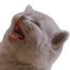 Kittens 8