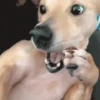 ✔1🐶PERRITOS Funny🐕🇵🇪mov 11