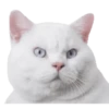 Kittens 9
