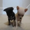 ✔1🐶PERRITOS Funny🐕🇵🇪mov 12