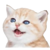 Kittens 10