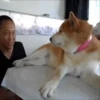 ✔1🐶PERRITOS Funny🐕🇵🇪mov 13