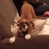 ✔1🐶PERRITOS Funny🐕🇵🇪mov 14