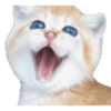 Kittens 11