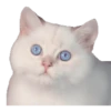 Kittens 12