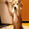 ✔1🐶PERRITOS Funny🐕🇵🇪mov 15