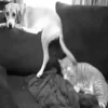 ✔1🐶PERRITOS Funny🐕🇵🇪mov 16