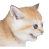Kittens 13