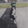 ✔1🐶PERRITOS Funny🐕🇵🇪mov 17