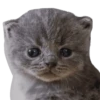 Kittens 14