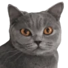 Kittens 15