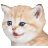 Kittens 16