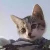 ️gAτEτοSSy mas ️ 14