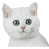 Kittens 17