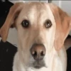 ✔1🐶PERRITOS Funny🐕🇵🇪mov 19