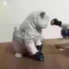 ️gAτEτοSSy mas ️ 17