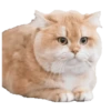 Kittens 18
