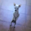 ✔1🐶PERRITOS Funny🐕🇵🇪mov 20