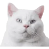 Kittens 19