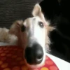 ✔1🐶PERRITOS Funny🐕🇵🇪mov 21